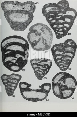 Die 1991 erschienene Ausgabe des Bulletins of the British Museum (Natural History), Geology, präsentiert wissenschaftliche Artikel über geologische Forschung, einschließlich Studien über Fossilien, Mineralien und Erdgeschichte. Stockfoto
