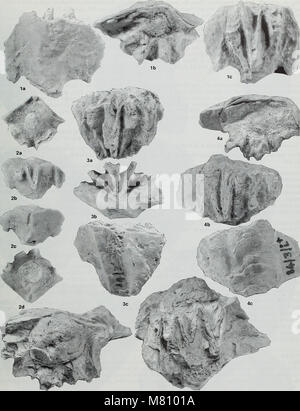 Das Bulletin of the British Museum (Natural History), Geology (1994) ist eine wissenschaftliche Zeitschrift, die Forschungen auf dem Gebiet der Geologie präsentiert. Es umfasst Themen wie Mineralogie, Felsformationen, Erdgeschichte und geologische Untersuchungen. Stockfoto