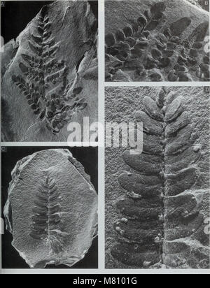 Das *Bulletin of the British Museum (Natural History), Geology* (1994) ist eine wissenschaftliche Publikation, die Forschungen und Erkenntnisse auf dem Gebiet der Geologie, einschließlich Studien über Erdmaterialien, Mineralogie und Paläontologie, liefert. Sie trägt zum Verständnis der Erdgeschichte bei. Stockfoto