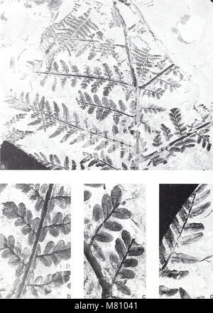 Bulletin des British Museum (Natural History). Geologie. (1991) (20258339400) Stockfoto