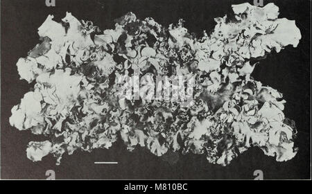 Bulletin des British Museum (Natural History) (1981) (20255794138) Stockfoto