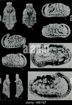 Das 1971 erschienene Bulletin of the British Museum (Natural History), Geology Supplement enthält Studien zu Geologie, Erdwissenschaften und Mineralogie. Sie umfasst die Erforschung von Gesteinsformationen, geologischer Geschichte und der Entwicklung der Erdstruktur. Stockfoto