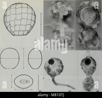 Ein zweijähriges Bulletin des British Museum of Natural History, das sich auf zoologische Studien, Artenforschung und neue Entdeckungen auf dem Gebiet der Biologie von 1991 bis 1992 konzentriert. Stockfoto