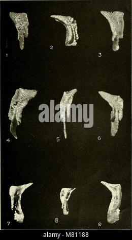 Bulletin der Büffel Gesellschaft für Naturwissenschaften (1919) (20254837078) Stockfoto