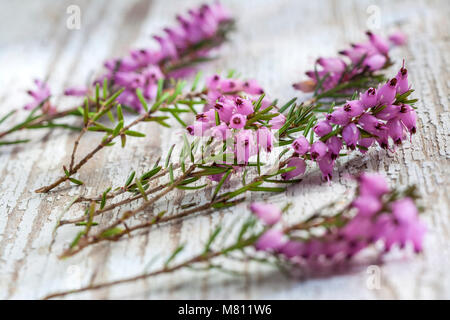 Blumen von Heather in lila Farbe von Wald auf rustikalem Holz Hintergrund angeordnet. . Stockfoto