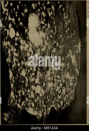 Bulletin der Geological Society of America (1913) (20441367562) Stockfoto