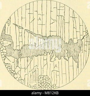Bulletin der geologischen Gesellschaft von Amerika (19827685564) Stockfoto