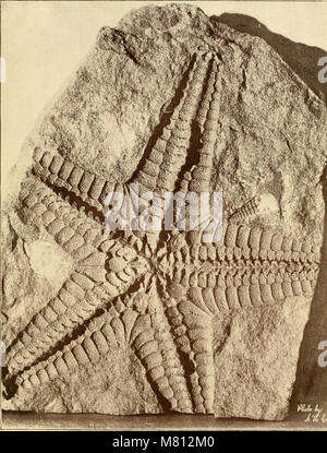 Das „Bulletin of the Geological Society of America“ veröffentlicht Forschungen und Erkenntnisse auf dem Gebiet der Geologie, wobei geologische Untersuchungen, Erdwissenschaften und geophysikalische Studien mit Schwerpunkt auf geologischen Phänomenen in Nordamerika und darüber hinaus behandelt werden. Stockfoto