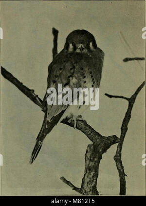 Das *Bulletin of the Michigan Ornithological Club* (1904) befasst sich mit der Erforschung von Vögeln in Michigan. Es enthält Artikel über Vogelarten, Migrationsmuster und Naturschutzbemühungen, die zur ornithologischen Forschung im Bundesstaat beitragen. Stockfoto