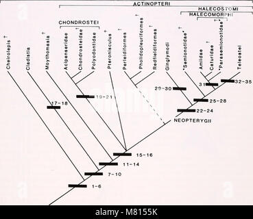 Das „Bulletin of the Museum of Comparative Zoology at Harvard College“ (1982-1985) präsentiert eine Sammlung von Forschungsartikeln zur Zoologie, die sich auf vergleichende Tierstudien und biologische Vielfalt konzentrieren. Stockfoto