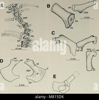 Dieses Bulletin aus dem Jahr 2001 vom Museum of Comparative Zoology am Harvard College präsentiert aktuelle Forschungen zu verschiedenen biologischen Themen, einschließlich Zoologie, Evolutionsbiologie und ökologische Studien. Es werden neue Entdeckungen, Artenklassifizierungen und ökologische Bewertungen vorgestellt. Stockfoto