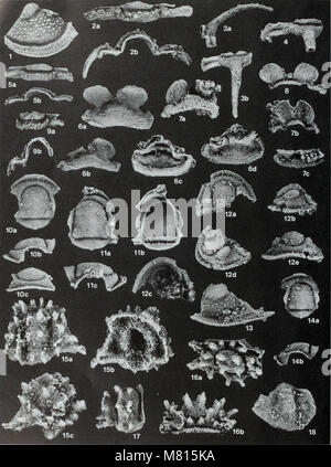 Bulletin der natürlichen Histort Museum. Geologie der Serie (1996) (20307041860) Stockfoto