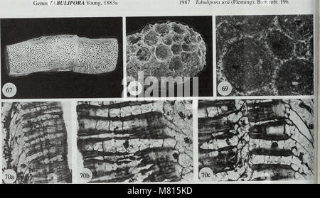 Bulletin der natürlichen Histort Museum. Geologie der Serie (1996) (20468410366) Stockfoto