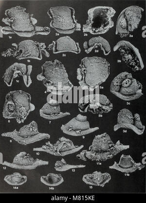 Bulletin der natürlichen Histort Museum. Geologie der Serie (1996) (20468891546) Stockfoto