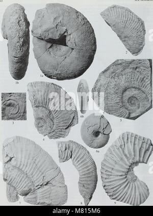 Bulletin der natürlichen Histort Museum. Geologie der Serie (1998) (19873243653) Stockfoto