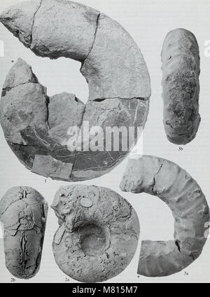 Bulletin der natürlichen Histort Museum. Geologie der Serie (1998) (19873279863) Stockfoto