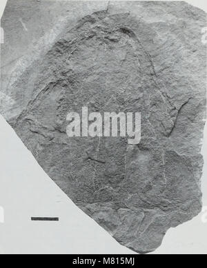 Bulletin der natürlichen Histort Museum. Geologie der Serie (1998) (20467921046) Stockfoto