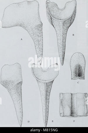 Bulletin der natürlichen Histort Museum. Geologie der Serie (1999) (20306351928) Stockfoto