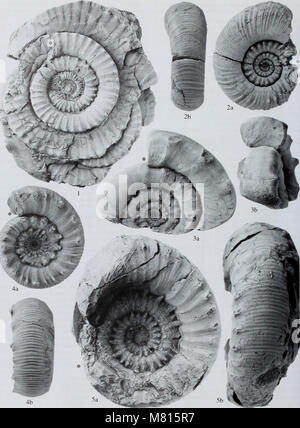 Bulletin der natürlichen Histort Museum. Geologie der Serie (2002) (20468254316) Stockfoto