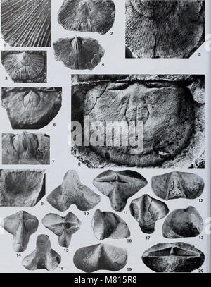 Bulletin der natürlichen Histort Museum. Geologie der Serie (2002) (20485423562) Stockfoto