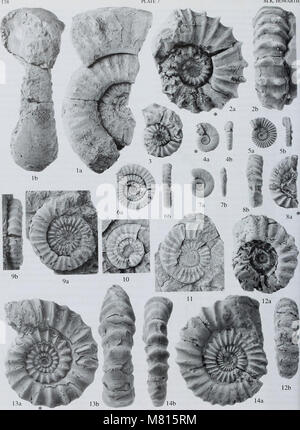 Bulletin der natürlichen Histort Museum. Geologie der Serie (2002) (20500780221) Stockfoto
