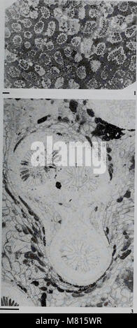 Bulletin des Natural History Museum Geologie (2000) (20307775399) Stockfoto