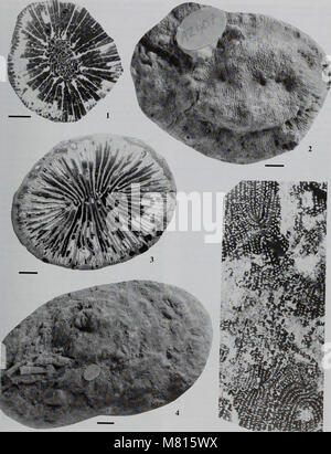 Bulletin des Natural History Museum Geologie (2000) (20468301096) Stockfoto