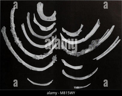 Bulletin des Natural History Museum Geologie (2000) (20485795822) Stockfoto