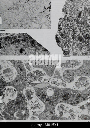 Bulletin des Natural History Museum Geologie (2000) (20494488755) Stockfoto