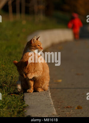 Ein Rothaariges Katzen steht unter der Straße und dem grünen Gras Stockfoto
