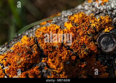 Closeup Pinienrinde auf Baum Herbst Tag in der Natur. Stockfoto
