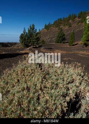 Teneriffa, Kanarische Inseln - die bewaldeten Hügel lava runde Samara Peak mit Wanderwegen auf den Berg Teide und typische lava Wüste-schrubben Stockfoto