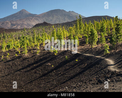 Teneriffa, Kanarische Inseln - die bewaldeten Hügel lava runde Samara Peak mit Wanderwegen auf den Berg Teide und typische lava Wüste-schrubben Stockfoto