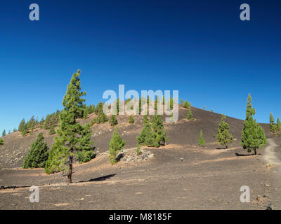 Teneriffa, Kanarische Inseln - die bewaldeten Hügel lava runde Samara Peak mit Wanderwegen auf den Berg Teide und typische lava Wüste-schrubben Stockfoto