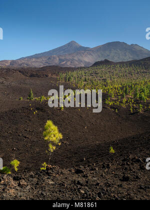 Teneriffa, Kanarische Inseln - die bewaldeten Hügel lava runde Samara Peak mit Wanderwegen auf den Berg Teide und typische lava Wüste-schrubben Stockfoto