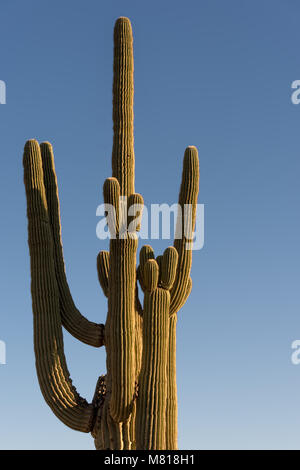 Arizona Saguaro Kaktus in der Wüste des westlichen Vereinigten Staaten Stockfoto