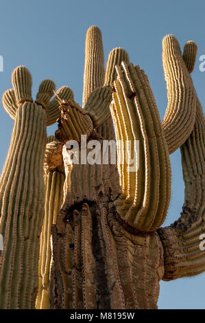 Arizona Saguaro Kaktus in der Wüste des westlichen Vereinigten Staaten
