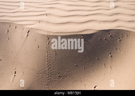 Oceano Dunes State Vehicular Recreation Area in Kalifornien Stockfoto