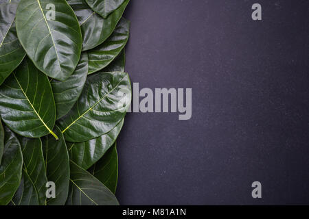 Dunkelgrüne Farbe des jackfruit Baum Blätter auf schwarz Stein. mit Platz für Text oder Design. Ansicht von oben Stockfoto