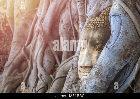 Leiter der Sandstein Buddha in der Big Tree root. In Ayutthaya Historical Park in der Provinz Ayutthaya, Thailand Stockfoto