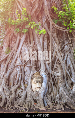 Leiter der Sandstein Buddha in der Big Tree root. In Ayutthaya Historical Park in der Provinz Ayutthaya, Thailand Stockfoto
