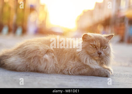Brown Thai Katze auf dem Boden im Park mit Sonnenuntergang und lens flare Effekt Stockfoto