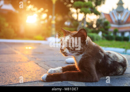 Brown Thai Katze auf dem Boden im Park mit Sonnenuntergang und lens flare Effekt Stockfoto