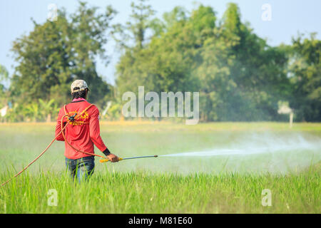 SUKHOTHAI, THAILAND - Januar 6, 2018: Eine nicht identifizierte Personen Spritzen von Chemikalien zu grünen jungen Reisfeld in Sukhothai am 6. Januar 2018. Stockfoto