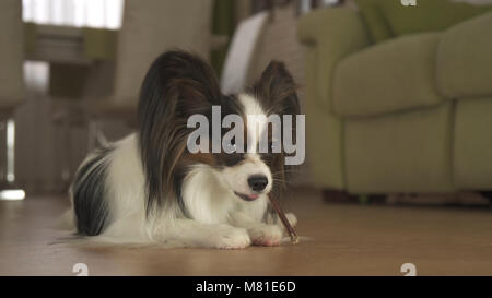 Hund Papillon frisst eine köstliche Festlichkeit mit Appetit in Wohnzimmer Stockfoto