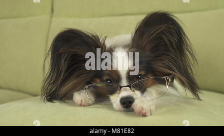 Hund Papillon dog in Gläsern liegt auf der Couch und denkt an seinen Pfoten Stockfoto