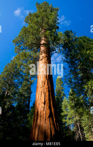 Sequoia-Stamm im Mariposa Grove, Yosemite-Nationalpark, Kalifornien Stockfoto