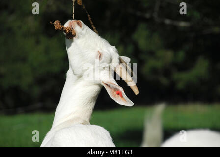 Saanen Ziegen 10. Stockfoto