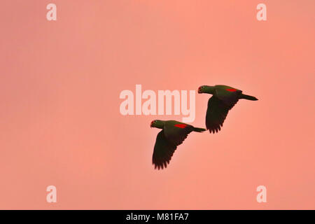 Ein paar Rote-lored Amazon Papageien (Amazona autumnalis) Flug über den Abendhimmel in Drake Bay, Puntarenas Provinz in Costa Rica. Stockfoto