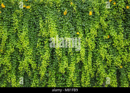 Abstraktes Muster grüne Wand von Efeu an der Wand oder an der Anlage für Hintergrund Stockfoto
